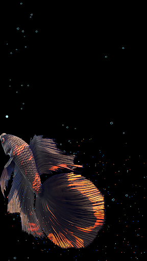 Betta Fish - عکس برنامه موبایلی اندروید