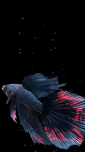 Betta Fish - عکس برنامه موبایلی اندروید
