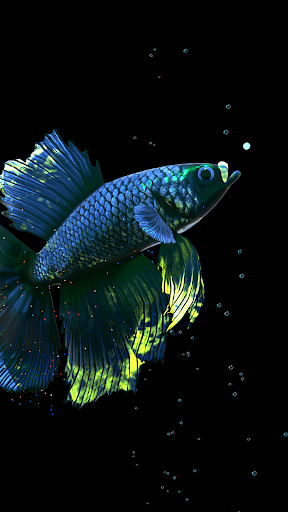 Betta Fish - عکس برنامه موبایلی اندروید