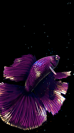 Betta Fish - عکس برنامه موبایلی اندروید