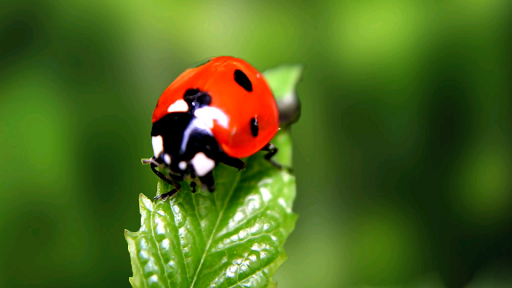 Parallax ۳D Live Wallpaper - عکس برنامه موبایلی اندروید