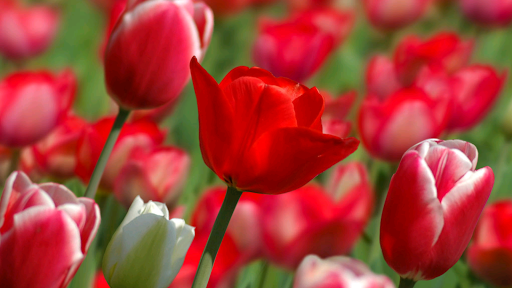 Parallax ۳D Live Wallpaper - عکس برنامه موبایلی اندروید