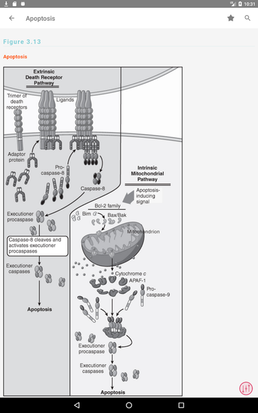 Oncology Nursing Drug Handbook - عکس برنامه موبایلی اندروید
