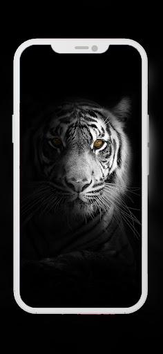 Cheetah and Lion Wallpapers - Image screenshot of android app