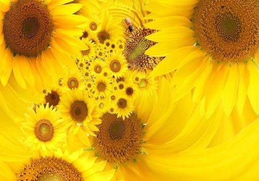 Nature wallpaper - عکس برنامه موبایلی اندروید