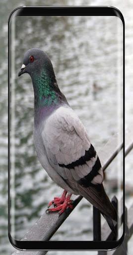 Pigeon Wallpaper - عکس برنامه موبایلی اندروید