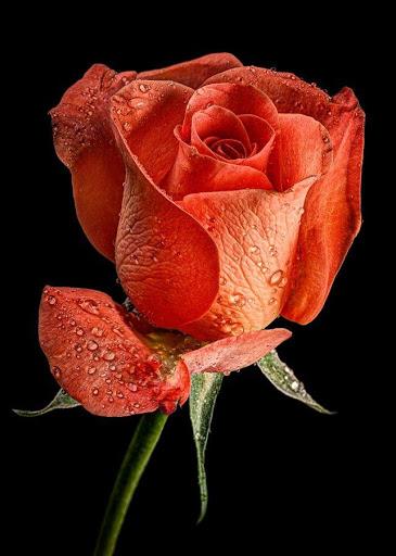 Flowers & Roses GIF - Image screenshot of android app