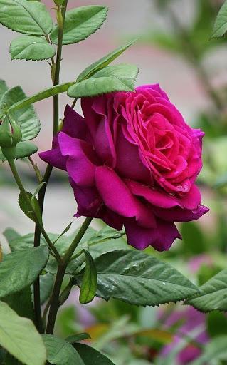 Flowers & Roses GIF - Image screenshot of android app
