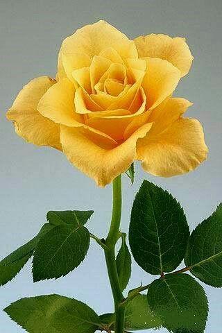Flowers & Roses GIF - Image screenshot of android app
