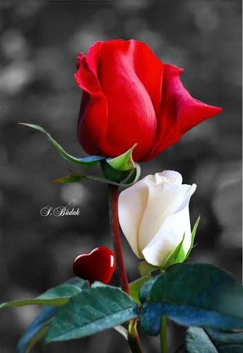 Flowers & Roses GIF - Image screenshot of android app