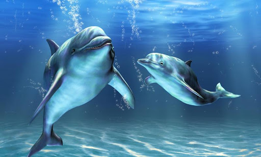 Dolphin Live Wallpaper Apk Download for Android- Latest version 4.0-  com.DolphinLiveWallpaperTop