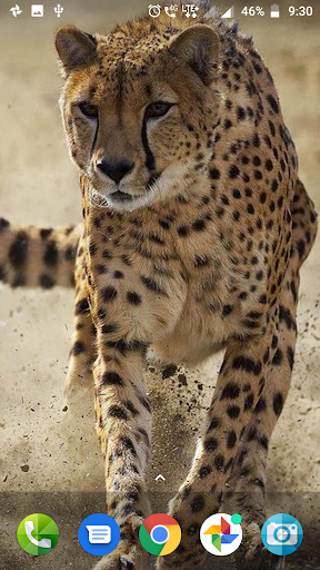 Cheetah Wallpaper Hd - Image screenshot of android app