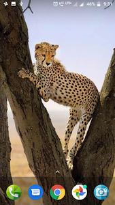 Cheetah Wallpaper Hd For Android Download Cafe Bazaar