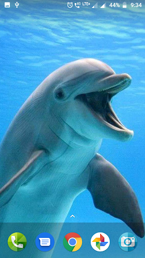 Dolphin Wallpaper Hd - عکس برنامه موبایلی اندروید