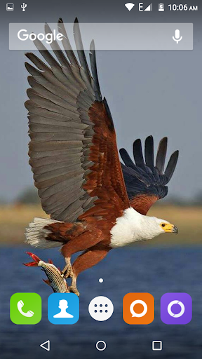 Eagle Wallpapers Hd - Image screenshot of android app