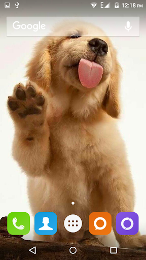 Golden Retriever Dog Wallpaper - Image screenshot of android app
