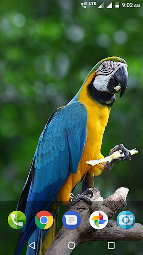 Parrot Wallpaper Hd - Image screenshot of android app