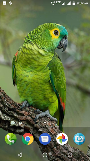 Parrot Wallpaper Hd - Image screenshot of android app