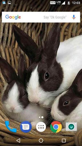 Rabbit Wallpaper HD - عکس برنامه موبایلی اندروید