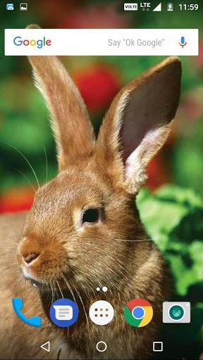 Rabbit Wallpaper HD - عکس برنامه موبایلی اندروید