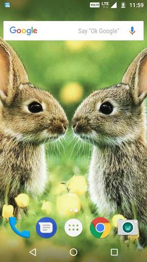 Rabbit Wallpaper HD - عکس برنامه موبایلی اندروید