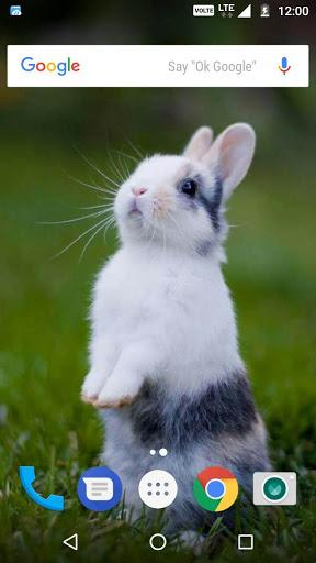 Rabbit Wallpaper HD - عکس برنامه موبایلی اندروید