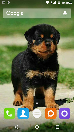 44+] Rottweiler Wallpapers for Desktop - WallpaperSafari