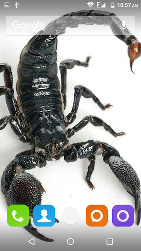 Scorpion HD Wallpaper - عکس برنامه موبایلی اندروید