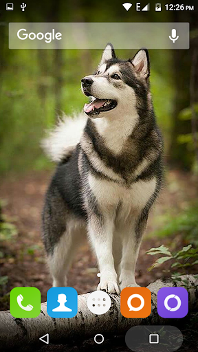 Siberian Husky Dog Wallpapers - عکس برنامه موبایلی اندروید