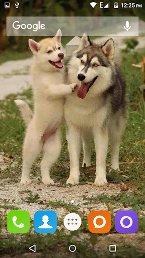 Siberian Husky Dog Wallpapers - Image screenshot of android app