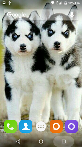 Siberian Husky Dog Wallpapers - Image screenshot of android app