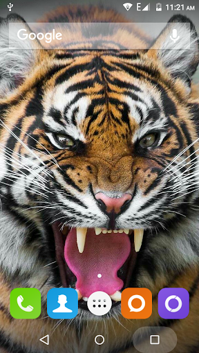 Tiger Hd Wallpapers - Image screenshot of android app