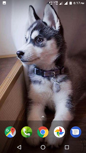Baby Puppies HD Wallpaper - عکس برنامه موبایلی اندروید