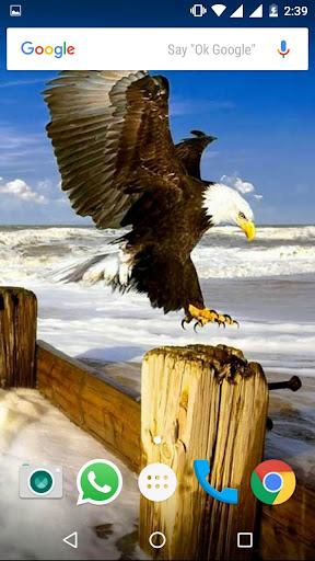 Bald Eagle HD Wallpaper - Image screenshot of android app