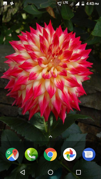 Dahlia Flower HD Wallpaper - عکس برنامه موبایلی اندروید