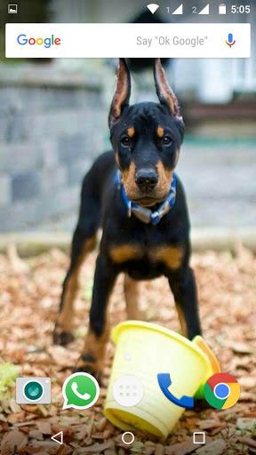 Doberman Dog Wallpaper HD - Image screenshot of android app