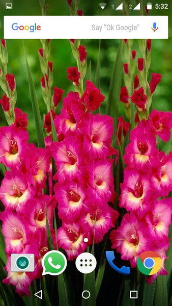 Gladiolus Flower HD Wallpaper - عکس برنامه موبایلی اندروید