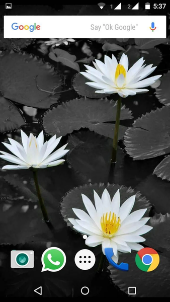 Lotus Flower Wallpaper HD - عکس برنامه موبایلی اندروید