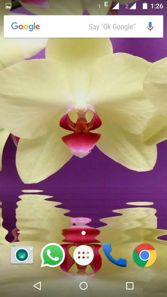 Orchid Flowers HD Wallpaper - Image screenshot of android app