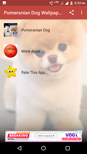 Pomeranian Dog Wallpapers HD - Image screenshot of android app