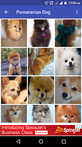 Pomeranian Dog Wallpapers HD - عکس برنامه موبایلی اندروید