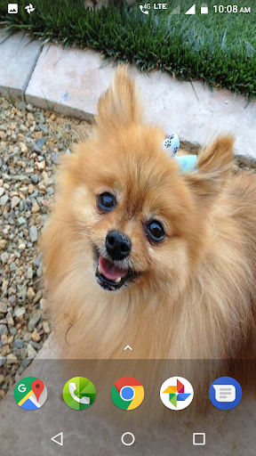 Pomeranian Dog Wallpapers HD - عکس برنامه موبایلی اندروید