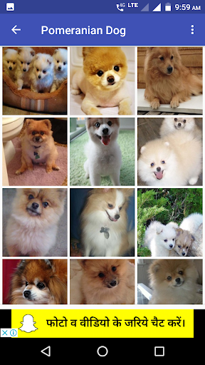 Pomeranian Dog Wallpapers HD - عکس برنامه موبایلی اندروید