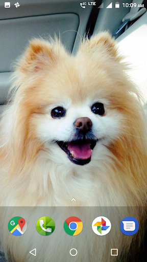 Pomeranian Dog Wallpapers HD - عکس برنامه موبایلی اندروید