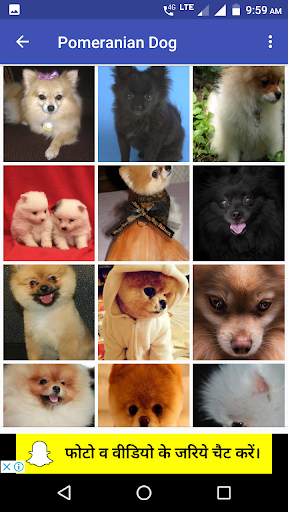 Pomeranian Dog Wallpapers HD - عکس برنامه موبایلی اندروید