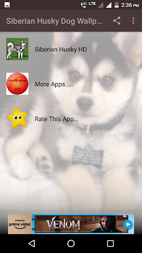 Siberian Husky Dog Wallpapers - Image screenshot of android app