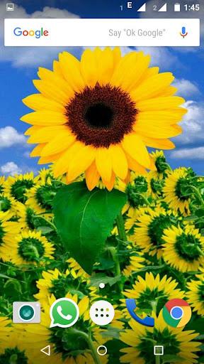 Sunflower Wallpaper HD - عکس برنامه موبایلی اندروید