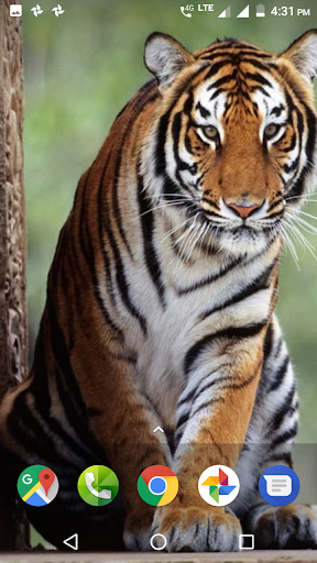 Tiger Wallpapers HD - Image screenshot of android app