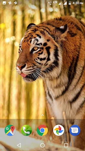 Tiger Wallpapers HD - Image screenshot of android app