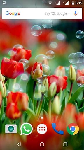 Tulips Flowers Wallpapers HD - Image screenshot of android app